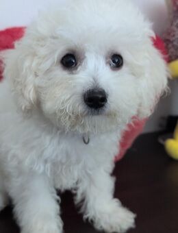 Maltipoo Welpen - Aholming