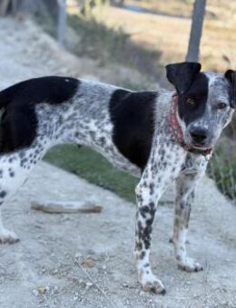 Ofelia - Hündin mit Charme und Power - Bad Camberg