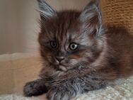 Maine Coon Kitten Kätzin Kater - Saaldorf-Surheim