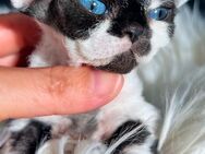 Devon Rex Of true Diamond - Wohlen AG