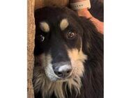 Leani Pflegestelle oder Zuhause gesuch - Oberwies