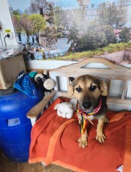 Rossa - Welpe Hündin mit großem Herz - Hausen (Würzburg)