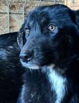 Savannah ist eine Schönheit 🐾 - Elsdorf (Nordrhein-Westfalen)