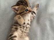 Bengal Mix Kitten - Kaiserslautern