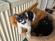 Katzenkinder Mädchen - Schwegenheim