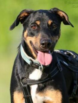 Rock sucht passendes Zuhause - Untergruppenbach