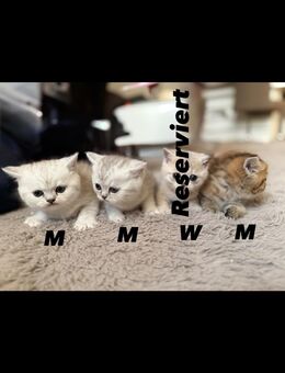 BKH Kitten // Männchen und Weibchen - Kamp-Lintfort