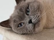 Britisch Kurzhaar Blue-Grey Eye 2Männchen - Illertissen Zentrum