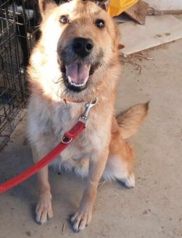 VEX ❤ Notfall - Langenhagen