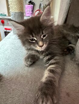 Reinrassige Maine Coon Kitten - Reutlingen