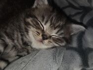 Bkh Perser Kitten - Schwäbisch Gmünd