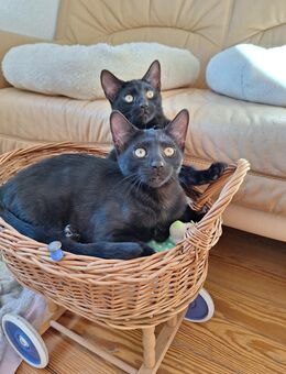Bombastische melanistic Bengal Kitten, Abholbereit! - Haßloch