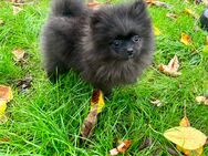 Pomeranian Zwergspitz - Laudenbach (Bayern)