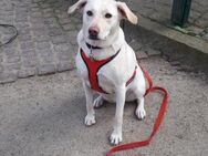 Hübsche Labrador Mix Hündin - Mannheim