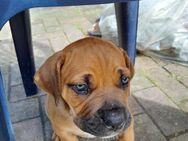 Boerboel suchen neues Zuhause - Stolk