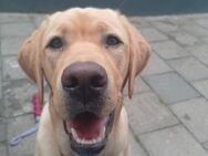 Labrador Hündin sucht ein stabiles Zuhause - Kobern-Gondorf