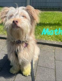 Mathis anhänglicher kleiner Rüde! 08/22 - Ruppertsecken