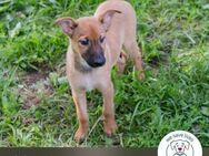 Chip 249147: Hundekind sucht ein Zuhause - Kirchzell