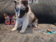 Shelties suchen ihr zuhause - Wehr (Rheinland-Pfalz)