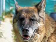 Nala - liebe Hundeseele sucht Zuhause - Ratekau
