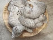 Kitten BKH - Schüttorf
