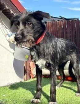 ALIA - verspielt, kontakfreudig - Velbert