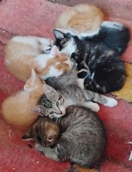 besonders süßes Katzenbaby - Berlin Steglitz-Zehlendorf