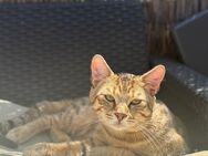 Wunderschöne Kitten zu verkaufen - Bad Ditzenbach