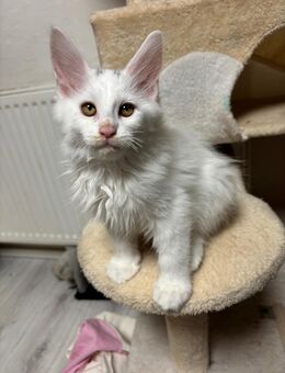 Main coon Baby’s - Wasserlosen