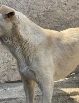 Quinn - kleiner Held mit großem Herzen - Idstein