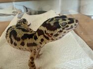 Leopardgecko Männchen 3 J. alt - Senden (Nordrhein-Westfalen)
