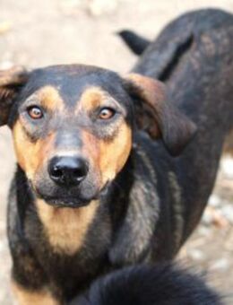 Yoni ist ein süßer, kleiner Yuwel! - Karben