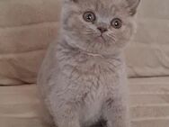 Britisch kurzhaar Kitten Fawn/Lilac - Blaufelden
