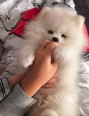 Pomerania/Zwergspitz Welpen Weiß Teddy in 04318