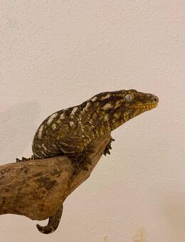 Verkaufe 0.2 Rhacodactylus Leachianus Pine Island - Brunnthal