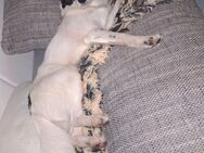 Oreo sucht liebevolles Zuhause - Neustadt (Weinstraße)