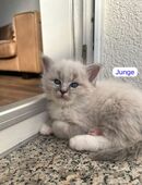 Ragdoll/Heilige Birma kitten in 98597