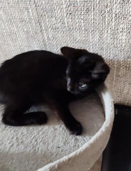 2 liebevolle Kater-Kitten suchen ein Zuhause - Bergisch Gladbach