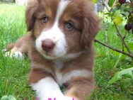 Australian Shepherd Welpen - Passau