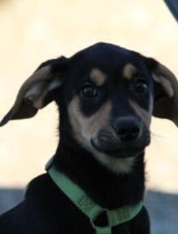 Alani such seine Herzensmenschen... - Hagen (Stadt der FernUniversität)