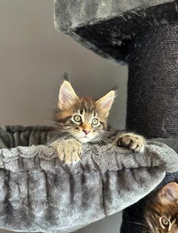 Reinrassiges Maine Coon Kitten Ernesto mit Papiere - Bottrop