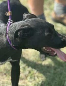 Hetty möchte entdeckt werden - Nordwalde