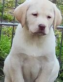 Wir haben ab sofort super süße reinrassige Labrador Welpen abzugeben in 14712