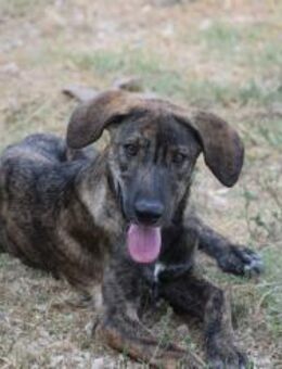 Jette sucht Geborgenheit und Vertrauen - Eixen