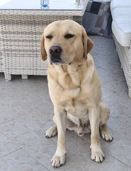 Erfahrener blonder Labrador Deckrüde - Mühlhausen (Thüringen)
