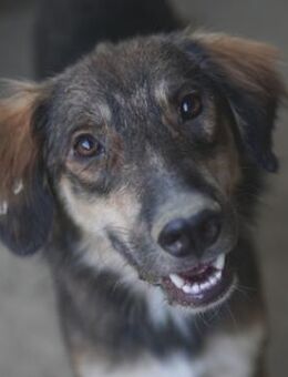 Rudolph, geb. ca. 05/2024, lebt in GR - Euskirchen