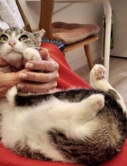 Valentino Lebensfreude auf 3 ½ Beinen - Berlin