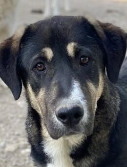 Liko, geb. ca. 11/2023, GRIECHENLAND - Markdorf