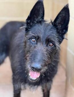 Oliver versteht die Welt nicht mehr... - Laatzen