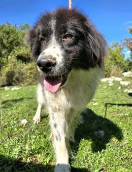 Wuschel Ramsey - Ellerbek